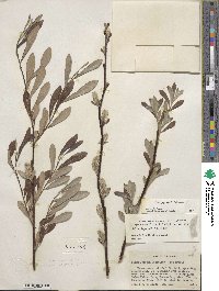 Salix jepsonii image