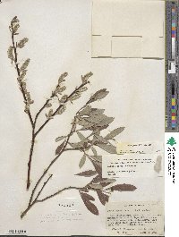 Salix jepsonii image