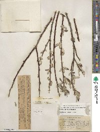 Salix jepsonii image