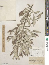 Salix jepsonii image