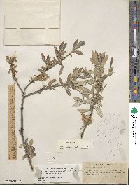 Salix jepsonii image