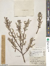 Salix jepsonii image