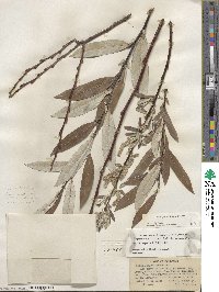 Salix jepsonii image