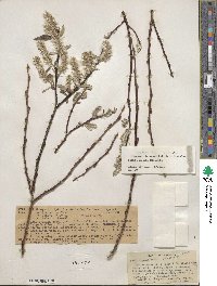 Salix jepsonii image