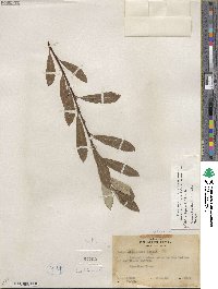 Salix jepsonii image