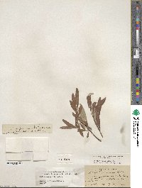 Salix jepsonii image