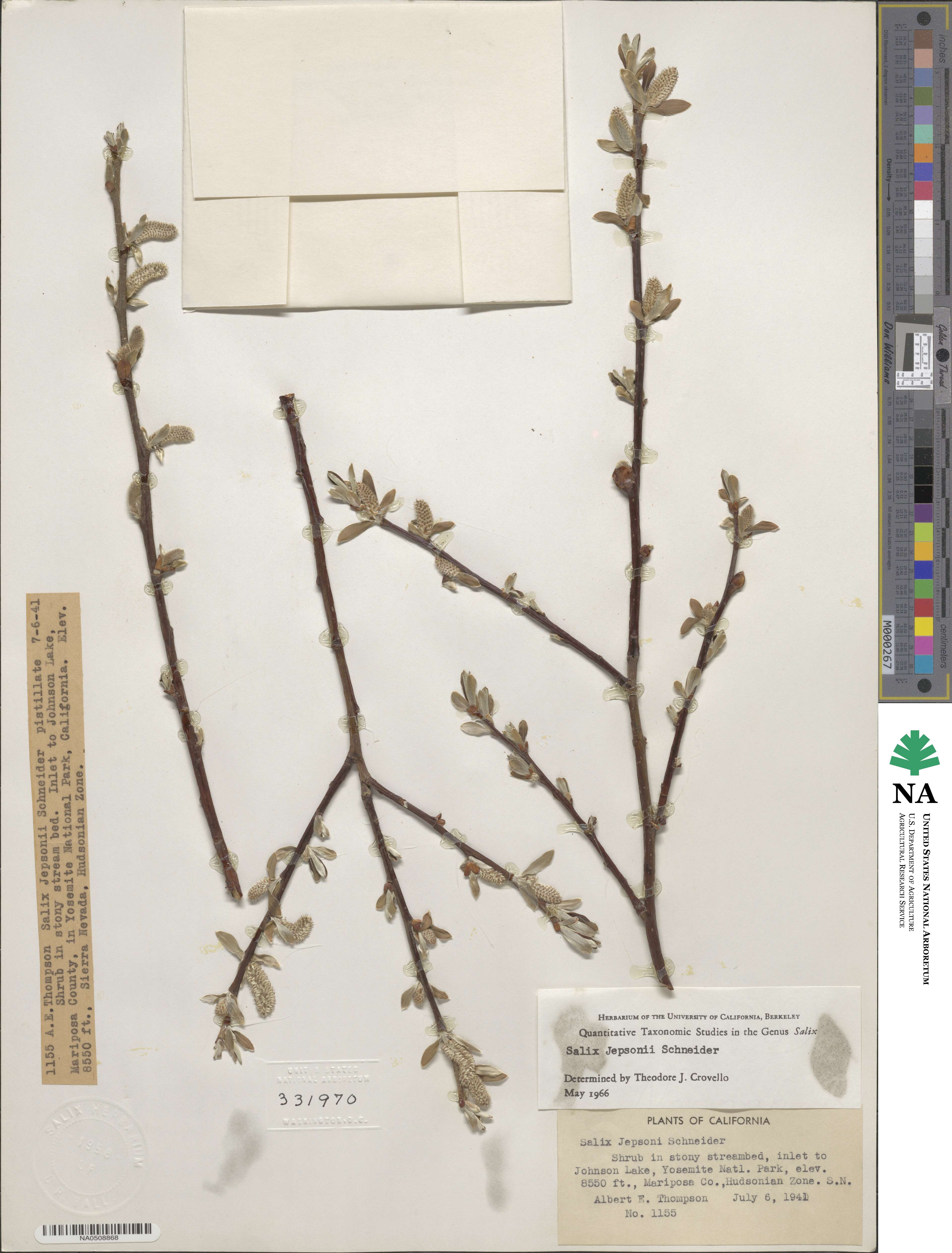 Salix jepsonii image