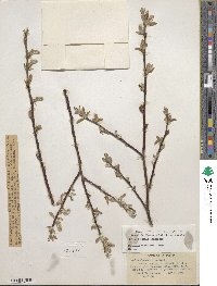 Salix jepsonii image