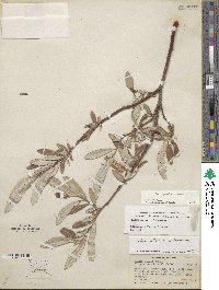 Salix jepsonii image