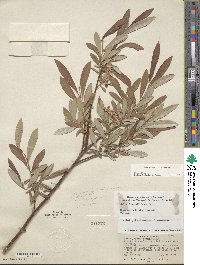 Salix jepsonii image