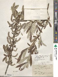 Salix jepsonii image