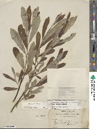 Salix jepsonii image