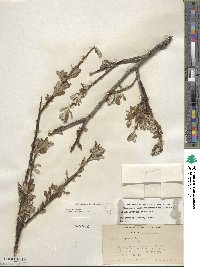 Salix jepsonii image