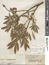 Salix jepsonii image