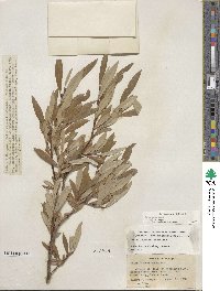 Salix jepsonii image