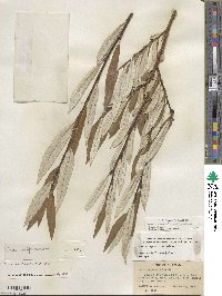 Salix jepsonii image