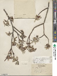 Salix jepsonii image