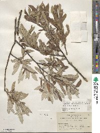 Salix jepsonii image