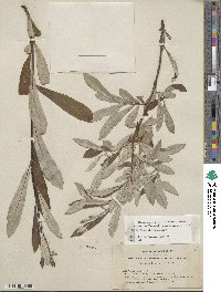 Salix jepsonii image