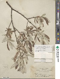 Salix jepsonii image