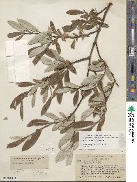 Salix jepsonii image