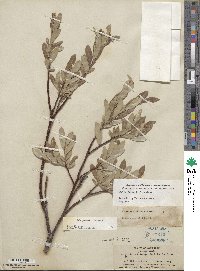 Salix jepsonii image