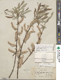 Salix jepsonii image