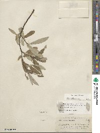 Salix jepsonii image