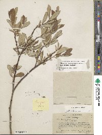 Salix jepsonii image