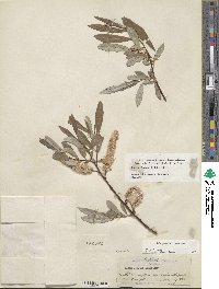 Salix jepsonii image