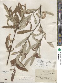 Salix jepsonii image