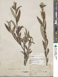 Salix jepsonii image