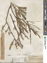 Salix jepsonii image