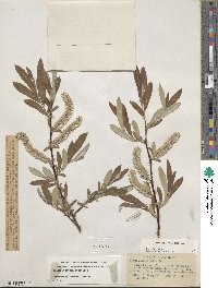 Salix jepsonii image