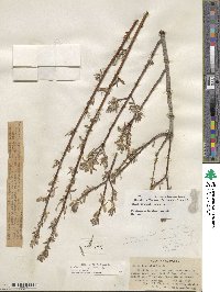 Salix jepsonii image