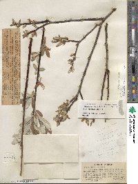 Salix jepsonii image