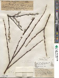 Salix jepsonii image