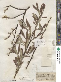 Salix jepsonii image