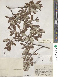 Salix jepsonii image