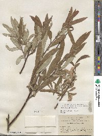 Salix jepsonii image