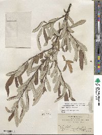 Salix jepsonii image