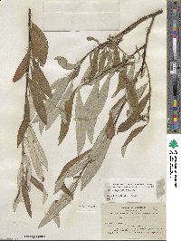 Salix jepsonii image