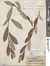 Salix jepsonii image