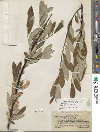 Salix jepsonii image