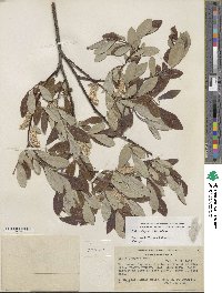 Salix jepsonii image