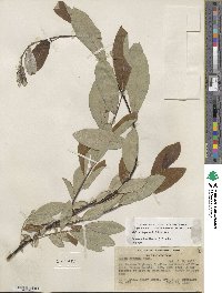 Salix jepsonii image