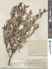 Salix jepsonii image