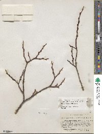 Salix jepsonii image