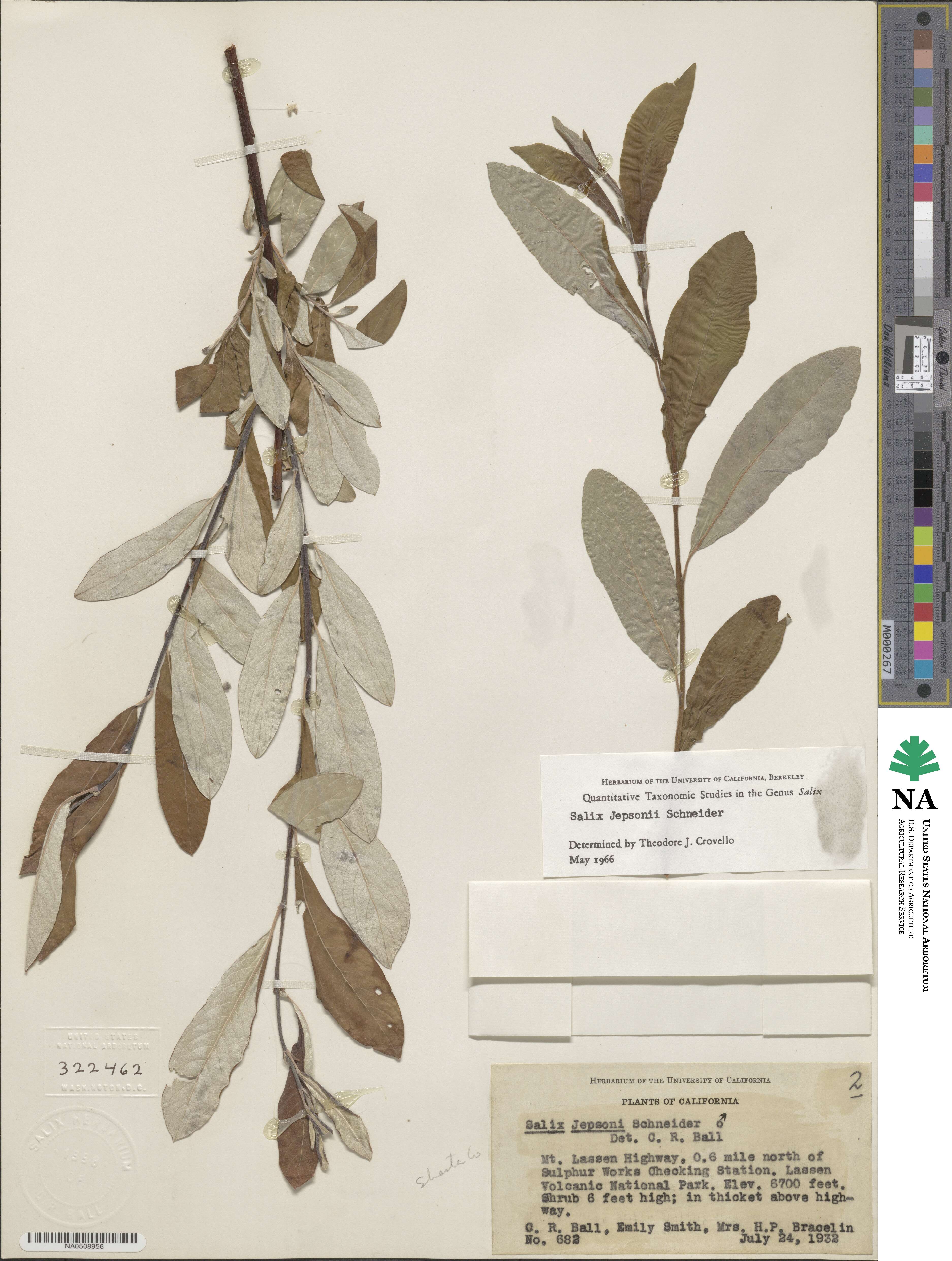 Salix jepsonii image