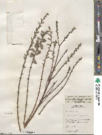 Salix humilis image